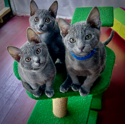 Popee's 1st litter at 11 weeks old